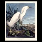 soa_audubon242snowyheron-copy.jpg